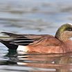 American Wigeon